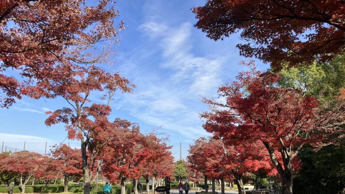 紅葉風