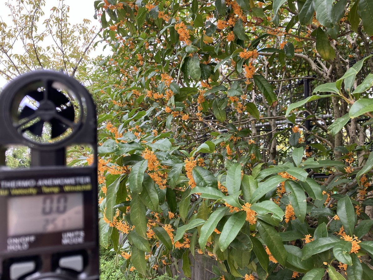 Osmanthus Breeze（おすまんたすぶりーず）金木犀が満開だった。街の至る所から、あの甘い香りが漂ってくる。昨日も金木犀の風に出会ったが、今日は量が違う。満開の香りは、さらに濃く、さらに甘く、空気全体に溶け込んでいる。