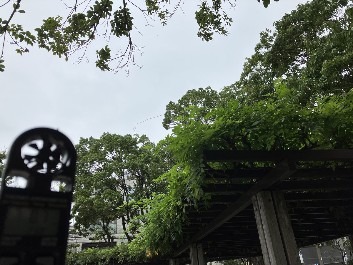 藤場風（ふじばかぜ）