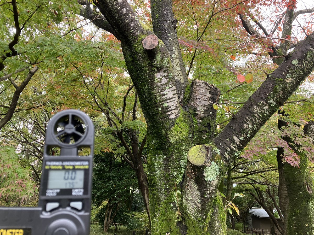 風待ち風（かぜまちかぜ）