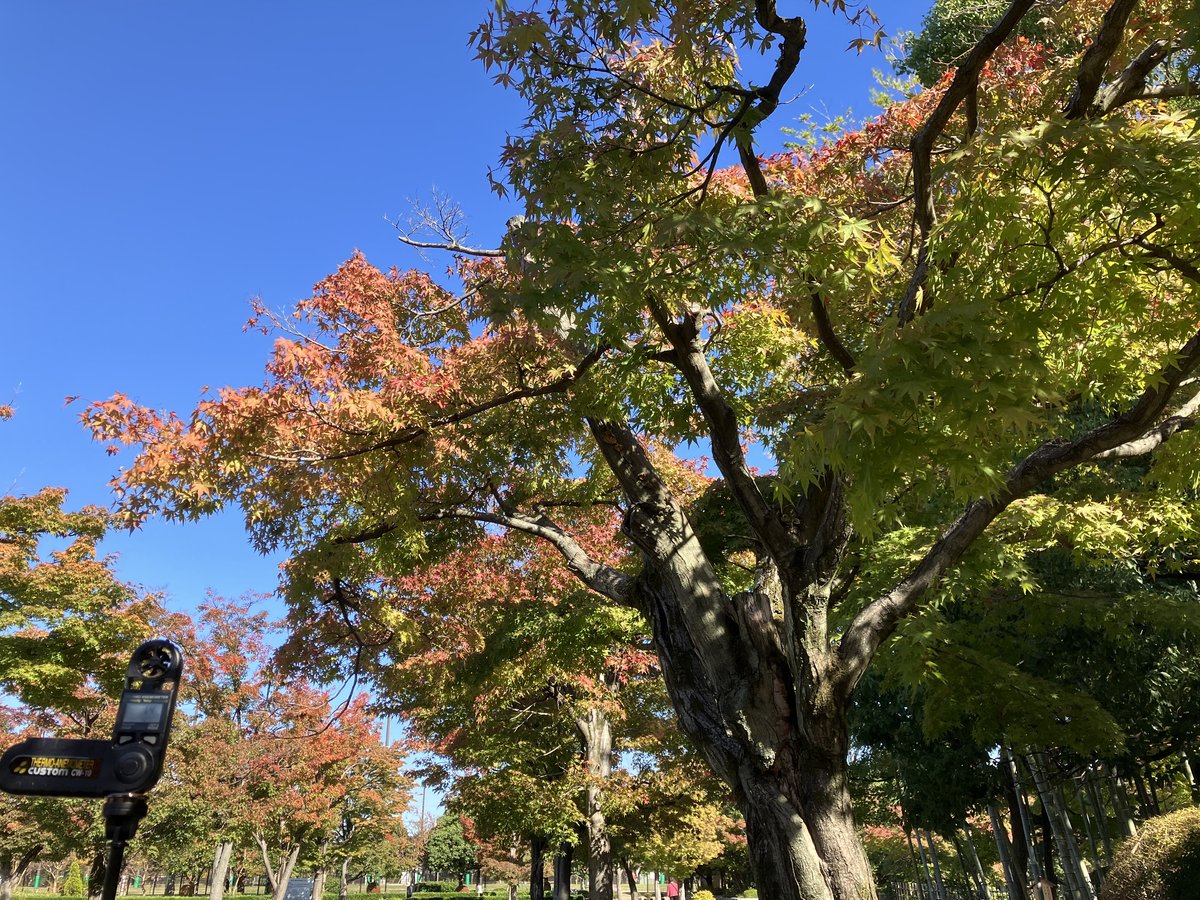 名残り木枯らし（なごりこがらし）