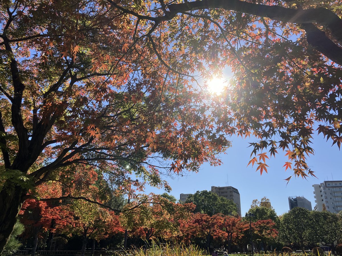 無羽織風（むはおりふう）