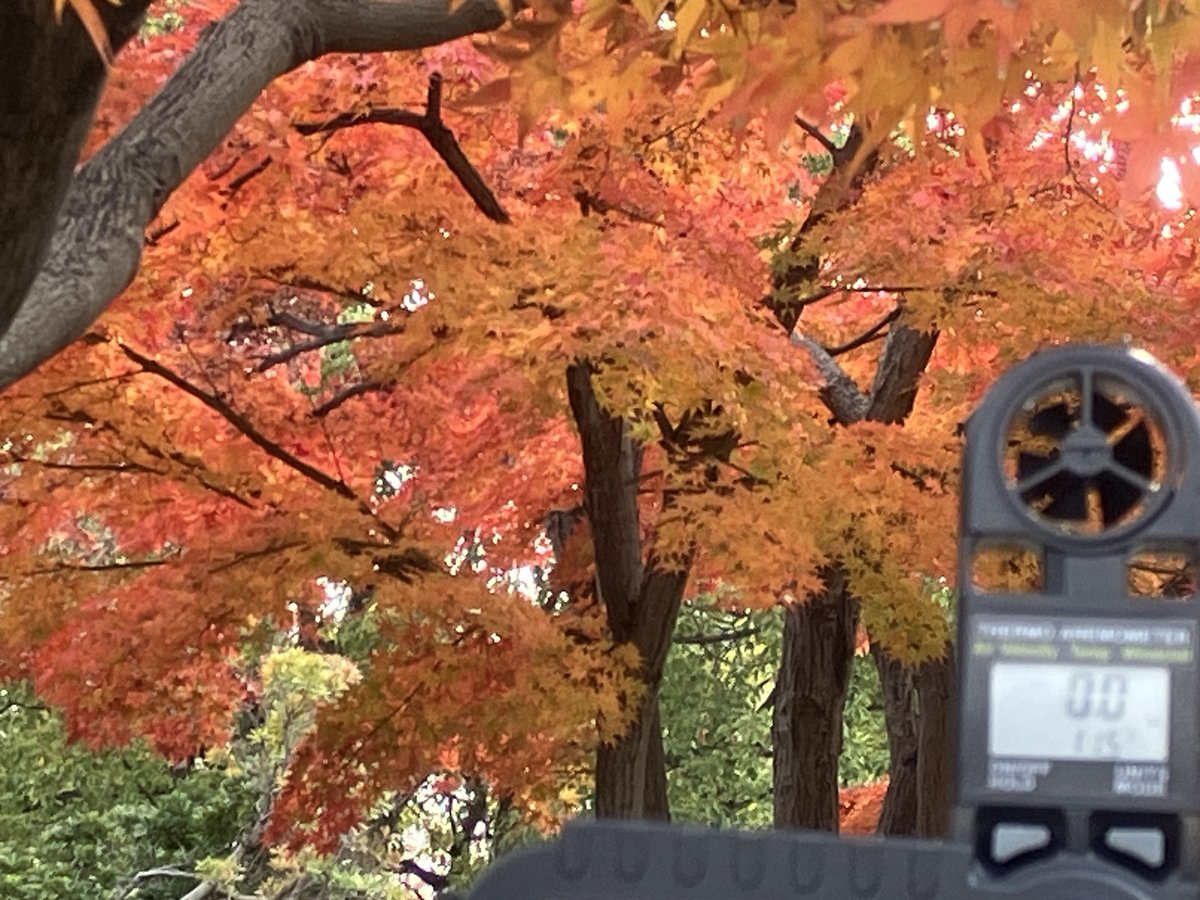 冬紅葉風（ふゆもみじかぜ）