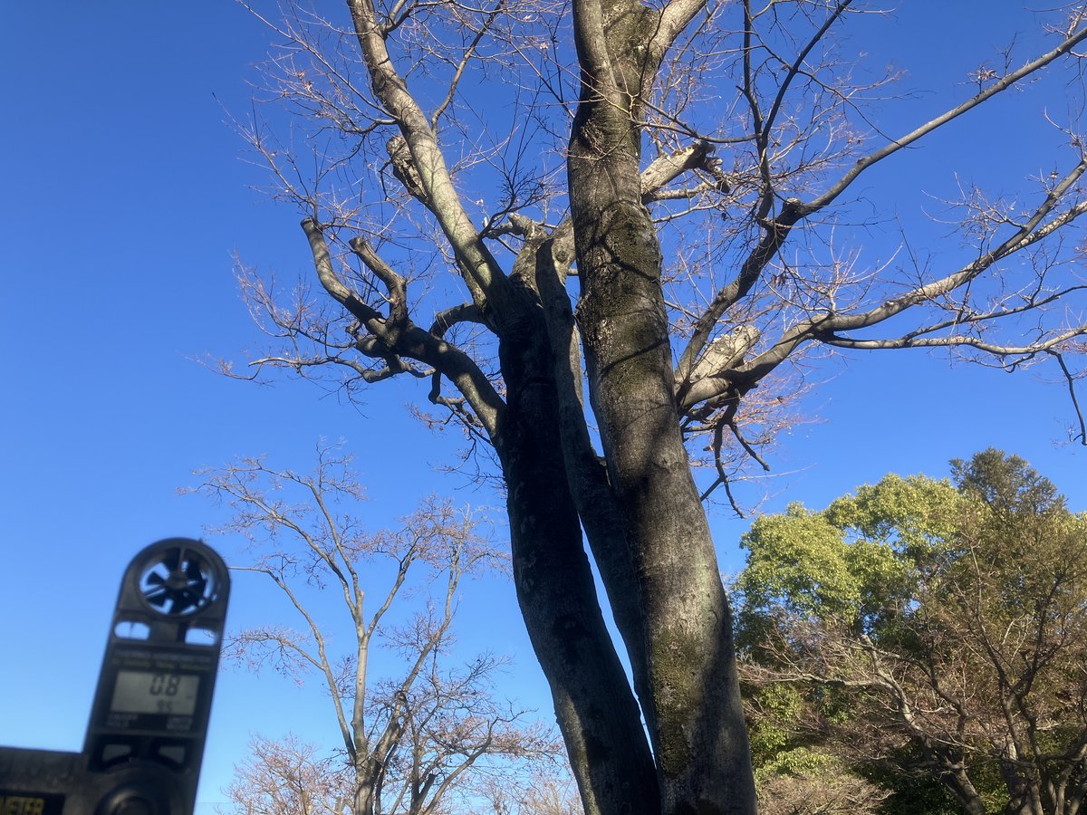 冬丑寅（ふゆうしとら）