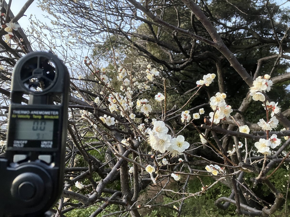 白梅凪（はくばいなぎ）