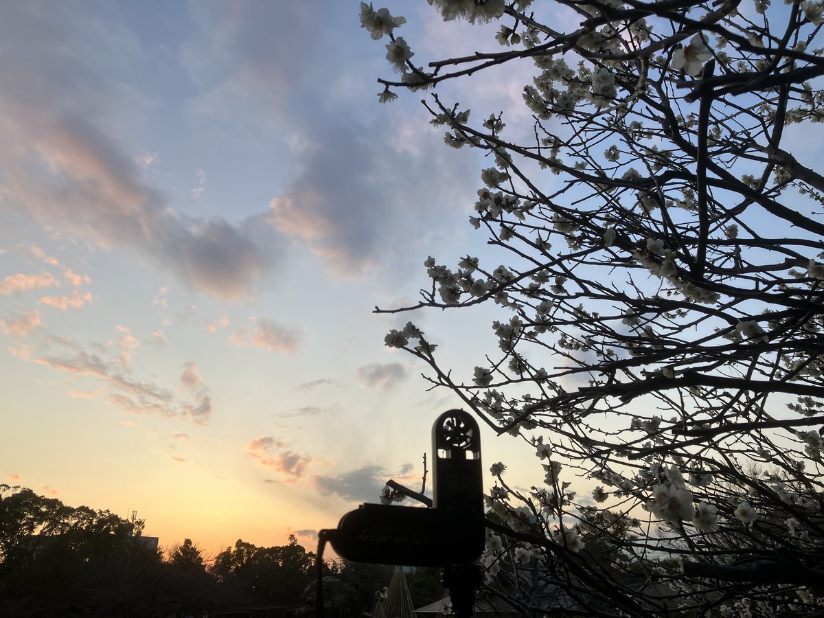 梅夕凪（うめゆうなぎ）